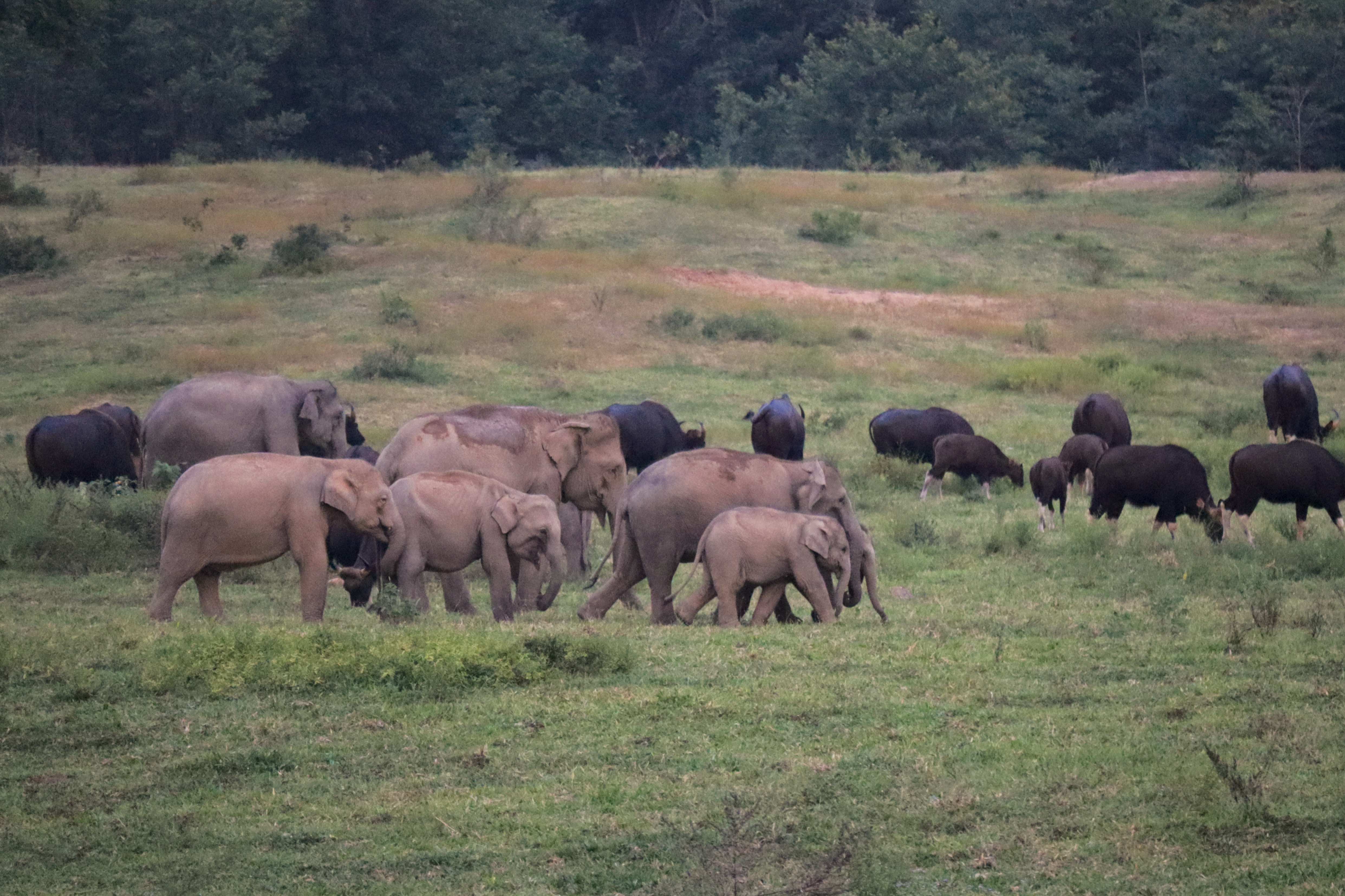 Kuiburi elephants