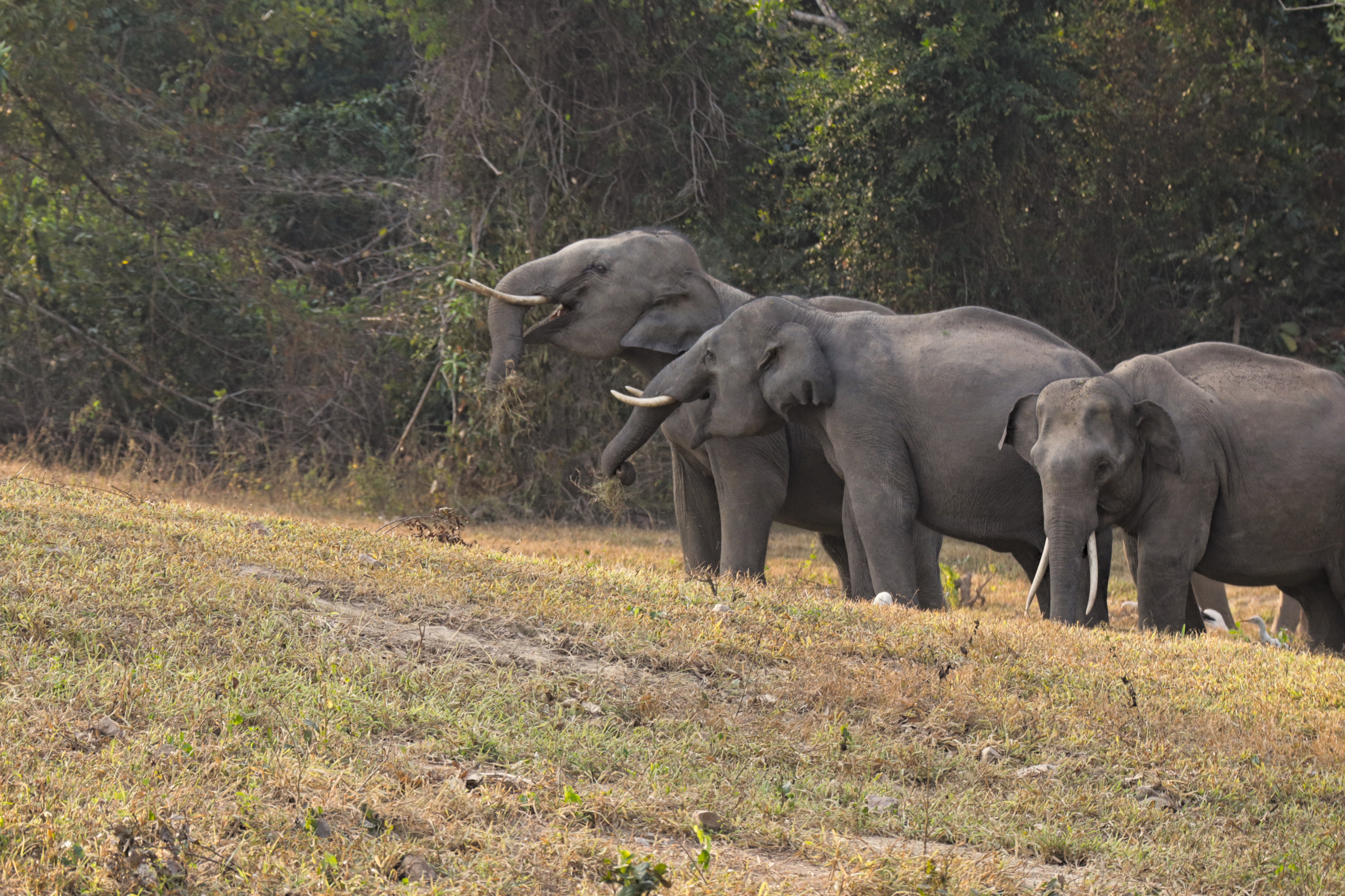 Kuiburi elephants